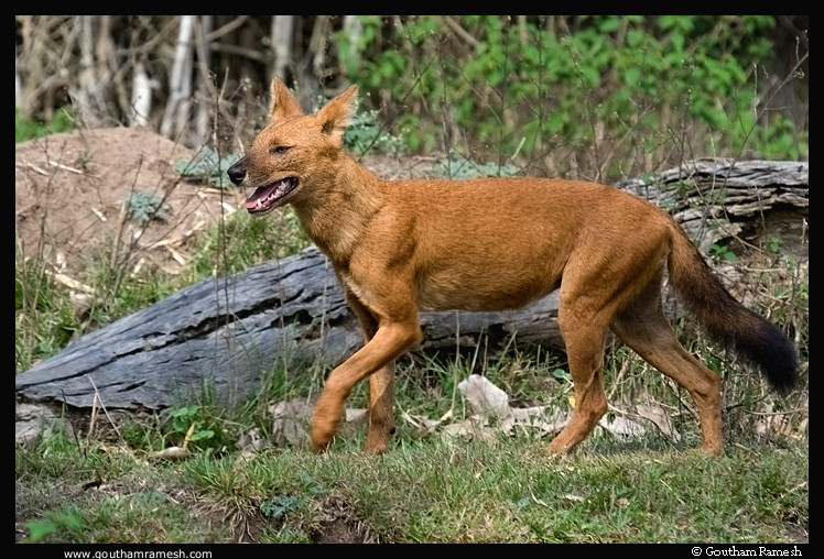types of wild dogs