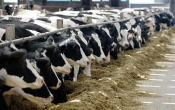 10 Examples of the Dairy Industry Operating Like the Mafia - Toptenz.net