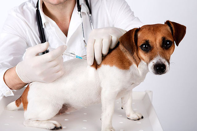 10 Reasons Your Pets Get Better Healthcare Than You - Toptenz.net