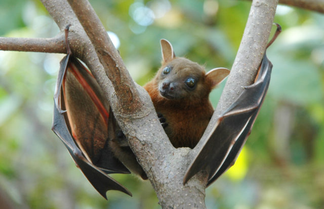 Top 10 Weird Facts About Bats - Toptenz.net