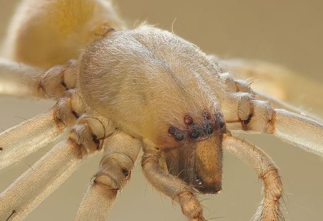 What are the most and least venomous spiders in Europe? - Quora