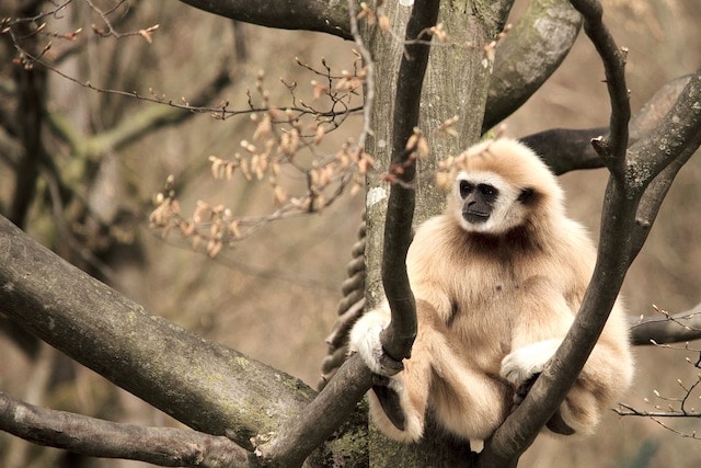 10 Ways Animals Are More Similar to Humans Than You Realize - Toptenz.net