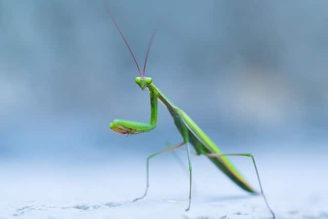 Mad Facts About the Praying Mantis - Toptenz.net